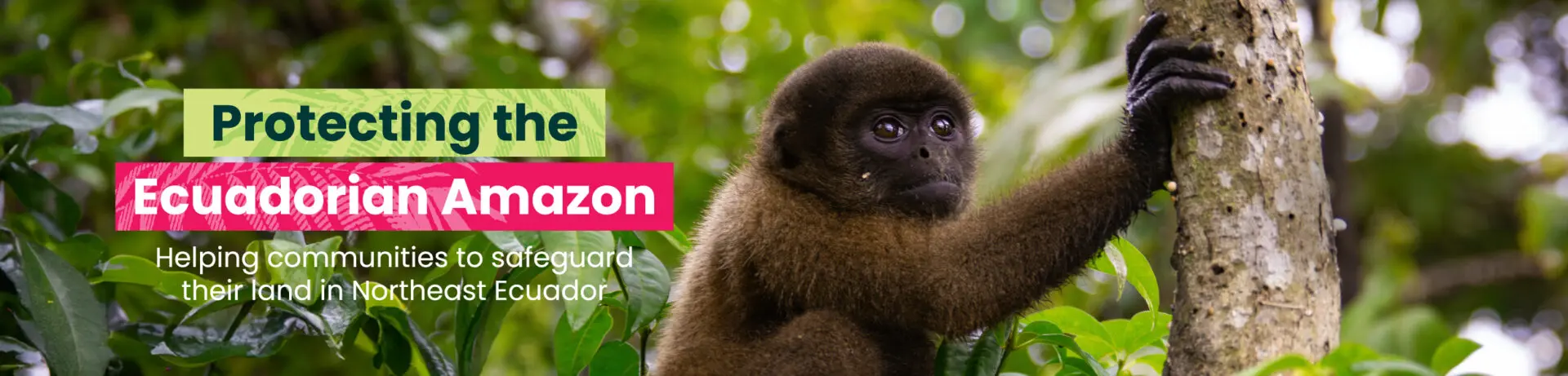 Protegiendo la Amazonia Ecuatoriana
